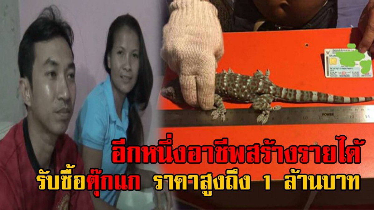 รวยได้ง่ายๆ...ฟังทางนี้!! แชร์กระหน่ำโซเชียล สุดอึ้ง หนุ่มนครนายก รับซื้อตุ๊กแกราคาสูงถึงตัวละ 1 ล้านบาท ลั่นหากใครจับได้จะไปรับถึงหน้าบ้าน