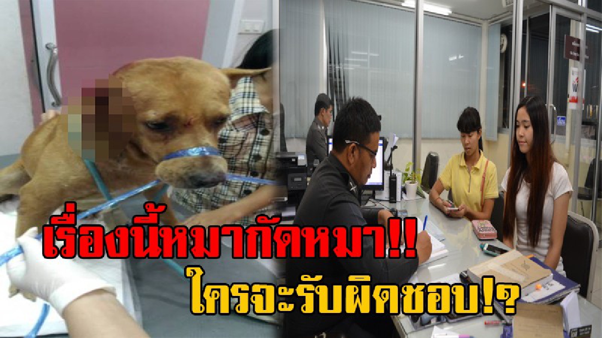 อย่ารับปากส่งเดช!! แบบนี้ใครจะรับผิดชอบ "ไอ้แดง" ถูกหมานักเลง ฟัดจนหูขาดรุ่งริ่ง เจ้าของลั่นจะช่วยค่ารักษา พอถึงเวลากลับเบี้ยวไม่ยอมจ่าย!?
