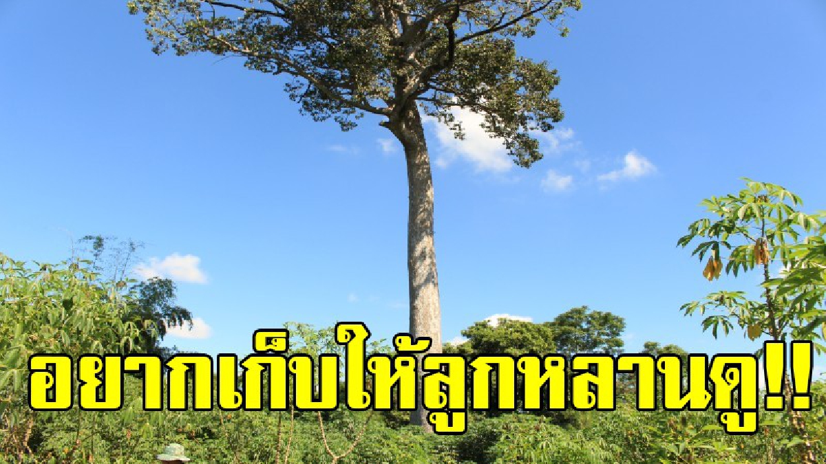 พวกเราของร้อง..อย่าตัดเลย!? ชาวบ้านวอนหยุดทำลายตัดต้นยาง ต้นเดียวในตำบลลาดยาว ที่มีอายุกว่า 150 ปี อยากจะเก็บไว้ให้ให้ลูกหลานได้ดู!? (คลิป)