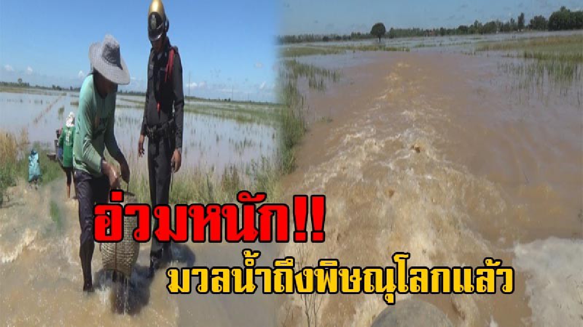 มันมาถึงแล้ว!! มวลน้ำจากสุโขทัย ถึงพิษณุโลกน้ำยมสายเก่า ล้นตลิ่งท่วมบ้าน-ที่นาชาวพรหมพิราม เร่งขนของหนีน้ำ กันชุลมุนวุ่นวาย (มีคลิป)