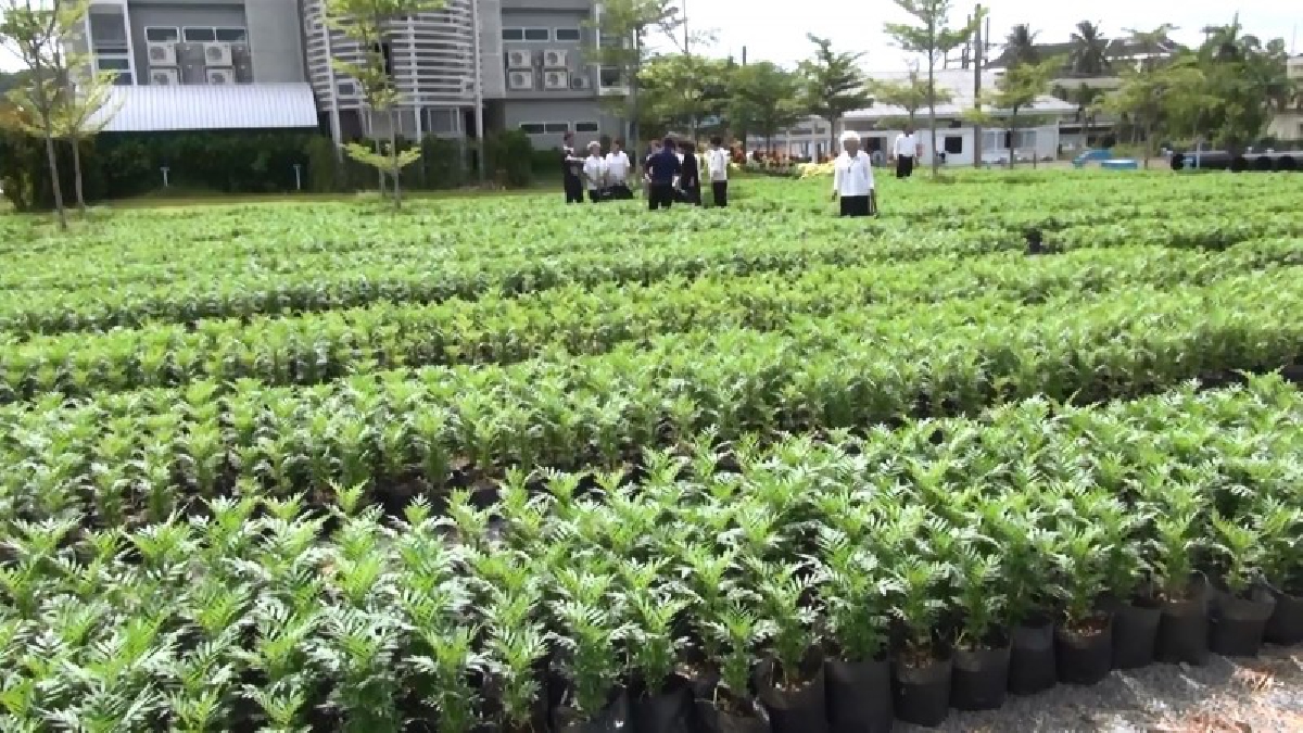 ต้นดาวเรือง 18,000 ต้นที่ทำการเพาะพันธุ์ตามโครงการ “ปลูกดาวเรืองเพื่อพ่อ” กำลังเจริญเติบโตแบบมีคุณภาพและบังคับดอกให้ออกต้นละ 8 ดอกทุกต้น