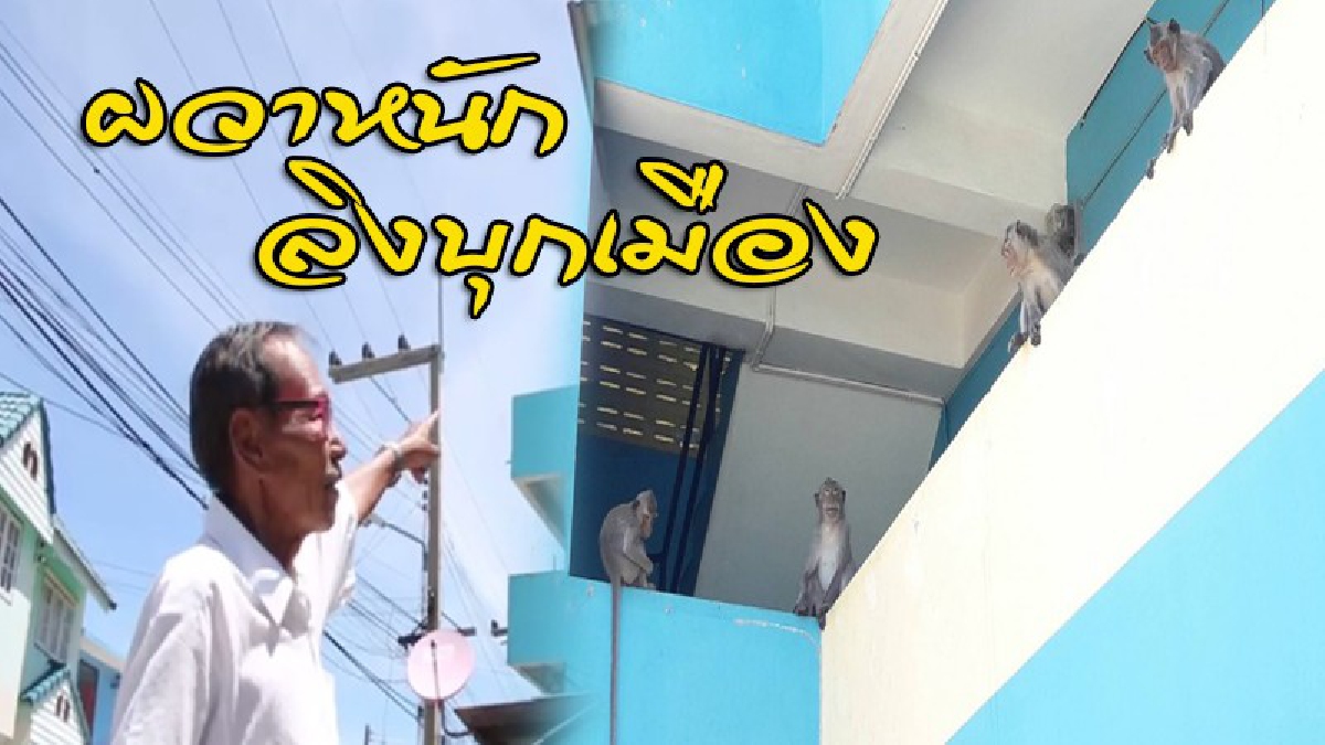 ลิงป่วนยกพวกนับร้อยบุกเมือง รื้อบ้าน-เปิดตู้เย็นหาของกิน ทำลายข้าวของเครื่องใช้ แถมอุจจาระทิ้งไว้เต็มหลังคา (มีคลิป)