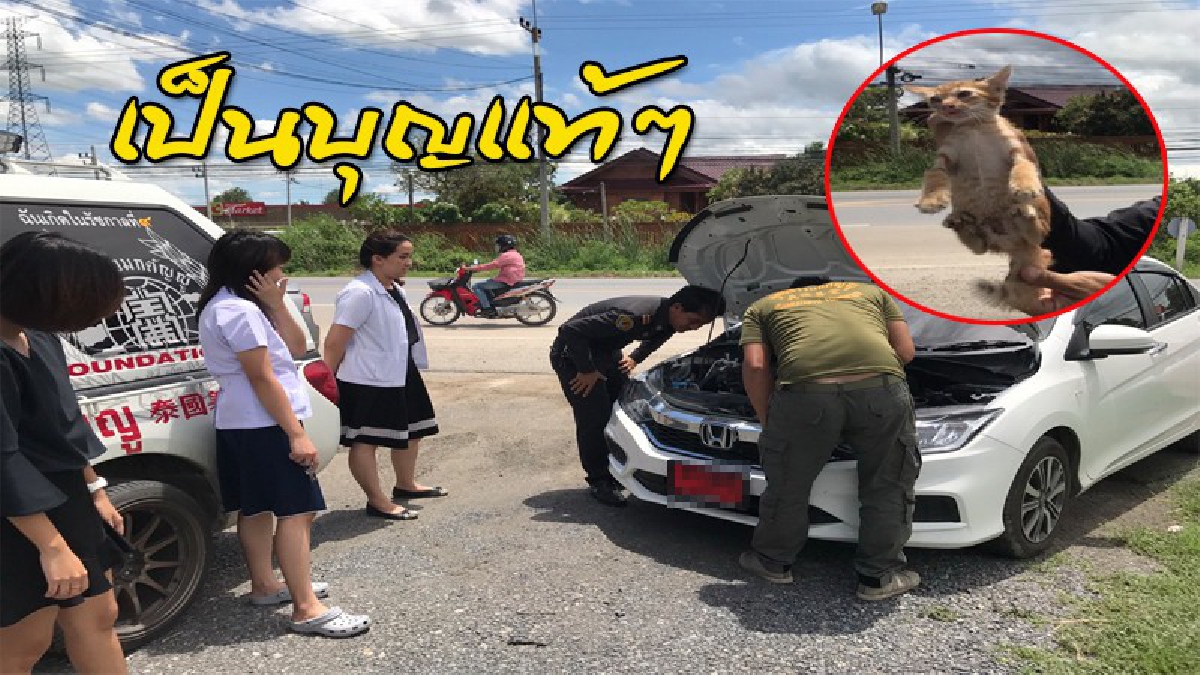 แมวน้อยถูกทิ้งไว้ริมถนน วิ่งไปซุกในห้องเครื่องรถเก๋งของแพทย์หญิง โร่แจ้งกู้ภัยช่วยออกมาได้ ก่อนทำสิ่งที่ทำเอาปลื้มใจไปตามๆกัน (มีคลิป)