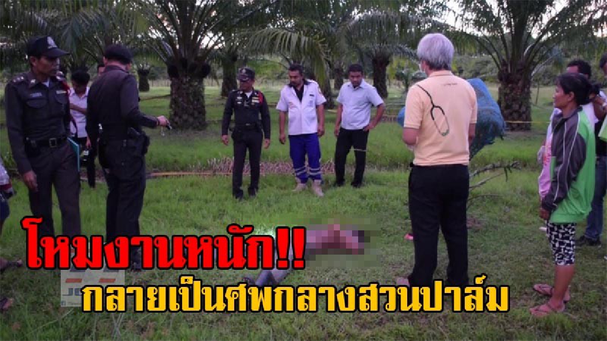 อุทาหรณ์คนพักผ่อนน้อย!! พ่อม่ายจอมขยัน โหมงานจนหนัก ญาติสงสัยทำไมไม่กลับบ้าน ก่อนออกตามหา สุดท้ายพบเป็นศพนอนดับอนาถ กลางสวนปาล์ม!?
