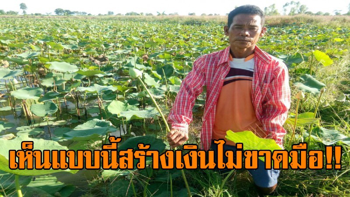 สร้างเงินไม่ขาดมือ!? เห็นเป็นแบบนี้ดูเหมือนไร้ค่า ที่ไหนได้ทำให้มีกินไปอีกนาน ชาวบ้านโนนสูงแห่ทำอาชีพสุดชิค ที่ทำให้จับเงิน "แสน"!? (คลิป)