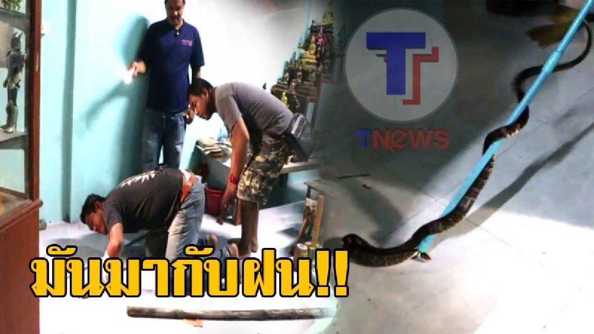 ฝนฟ้าช่างเป็นใจ!! งูสิงยาวกว่า 1.5 เมตร เลื้อยหลบฝนเข้าบ้านคน ขณะเปิดประตูทิ้งไว้ เจ้าของบ้านมาเห็นถึงกับผวา โร่แจ้งกู้ภัยเข้ามาจับด่วน