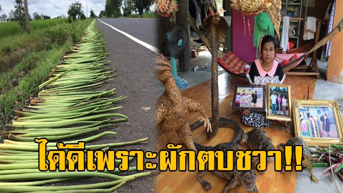 ชาตินี้จะไม่ลืมบุญคุณ!! 2สามีภรรยา กับอาชีพสุดชิค ที่ทำด้วยผักตบชวา สืบทอดกันมาแต่บรรพบุรุษ หาเงินเลี้ยงครอบครัว รายได้กว่า 2,000 บาท ต่อวัน