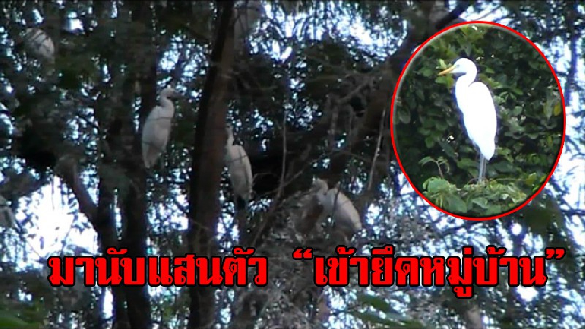 เจอแบบนี้ถึงกับช็อก!! ไม่เคยพบเห็นเยอะขนาดนี้ พบนกกระยางนับแสน บุกยึดหมู่บ้าน ทำรังขี้เหม็นหึ่ง ทั้งเหม็นทั้งหวั่นเกิดอันตราย!?