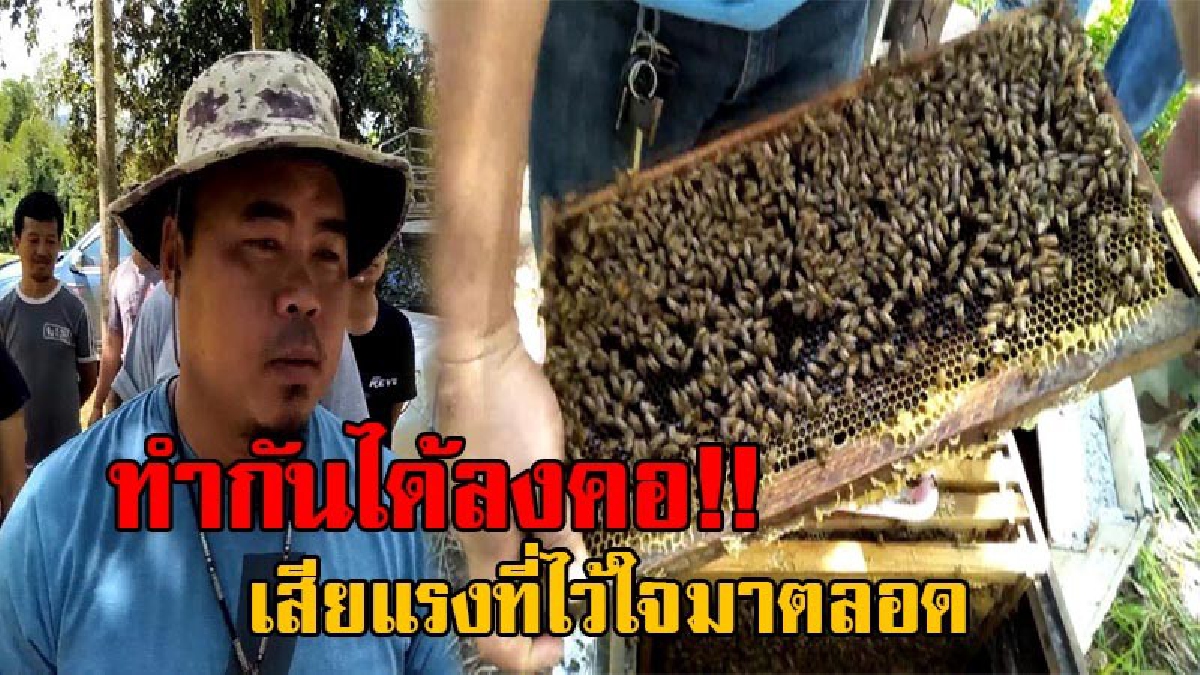 สุดเจ็บใจ!! หนุ่มวัย32 อุตส่าห์เลี้ยงผึ้งอย่างดี ถูกโจรย่องเบาขโมยผึ้งในสวนไปถึง 2 หน โร่แจ้งความ สุดท้ายเป็นคนนี้เอง ไม่น่าเลยอุตส่าห์ไว้ใจ