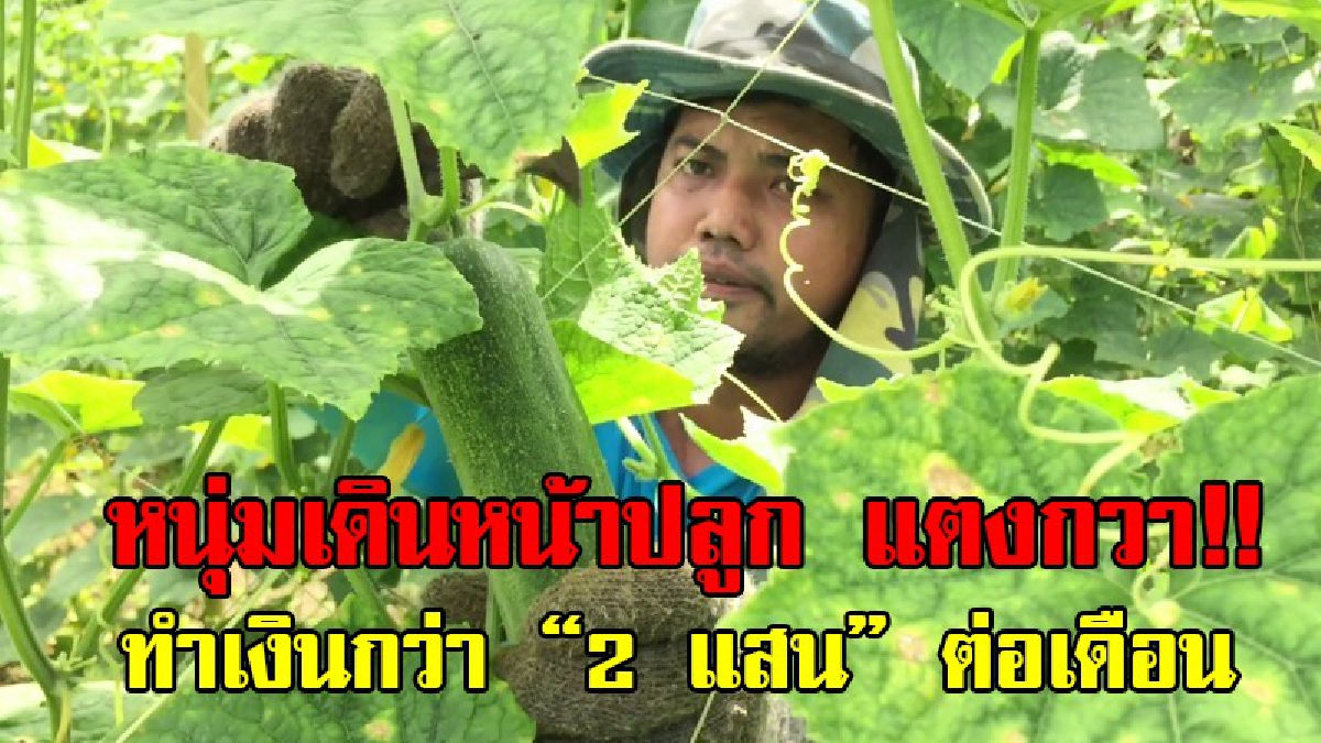 จบกฎหมายแต่ไม่ได้ใช้!? หนุ่มเกษตรกรรุ่นใหม่ หันหลังให้กับอาชีพนักกฎหมาย หันมาลงทุนปลูกแตงกวา 3 ไร่ ทำเงินเดือนละ 2 แสน!?