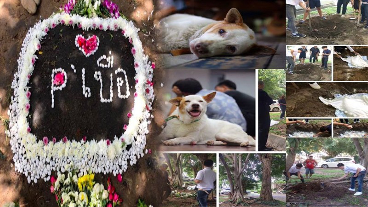 เหลือไว้แต่ความทรงจำดีๆ!! ฝังแล้ว ร่าง&ldquo;พี่เบื่อ&rdquo; สุนัขขวัญใจนักศึกษาวิศวฯ มช. ชาวเน็ตแห่แสดงความอาลัยล้นหลาม