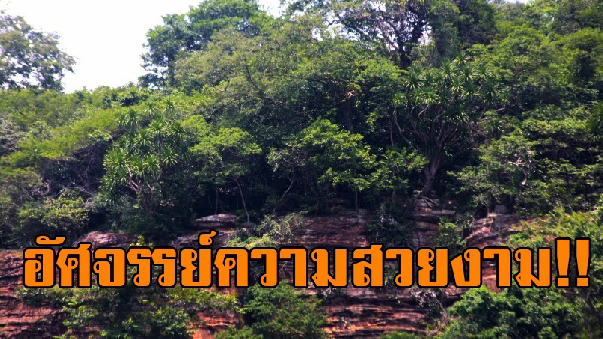 มหัศจรรย์ผืนป่าไทย!! พบป่าจันผายักษ์อายุกว่าร้อยปีที่ทับลานครบุรี บอกเลยเห็นแล้วจะรู้ว่าธรรมชาติสวยงามเพียงใด ต้องลองมาเห็นด้วยตาสักครั้ง!?