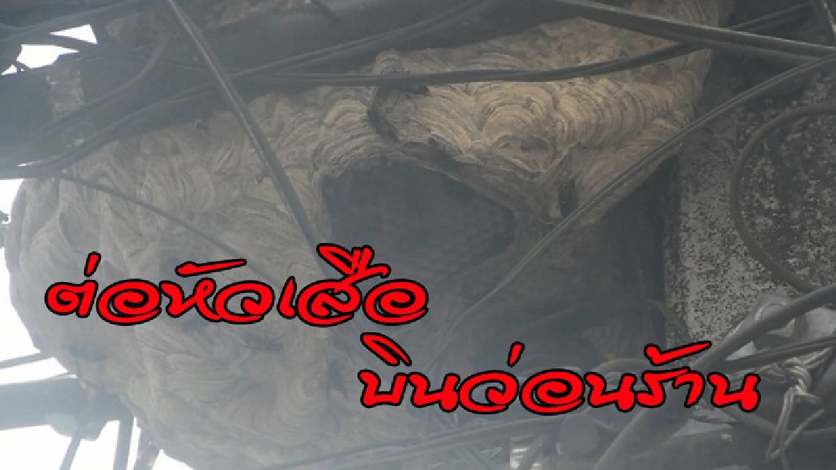 สาวร้านซักรีดผวาหนัก หลังมือดีย่องทำลายรังต่อหัวเสือหน้าร้าน บินว่อนไปทั่ว กลัวจนไม่เป็นอันทำมาหากิน (มีคลิป)