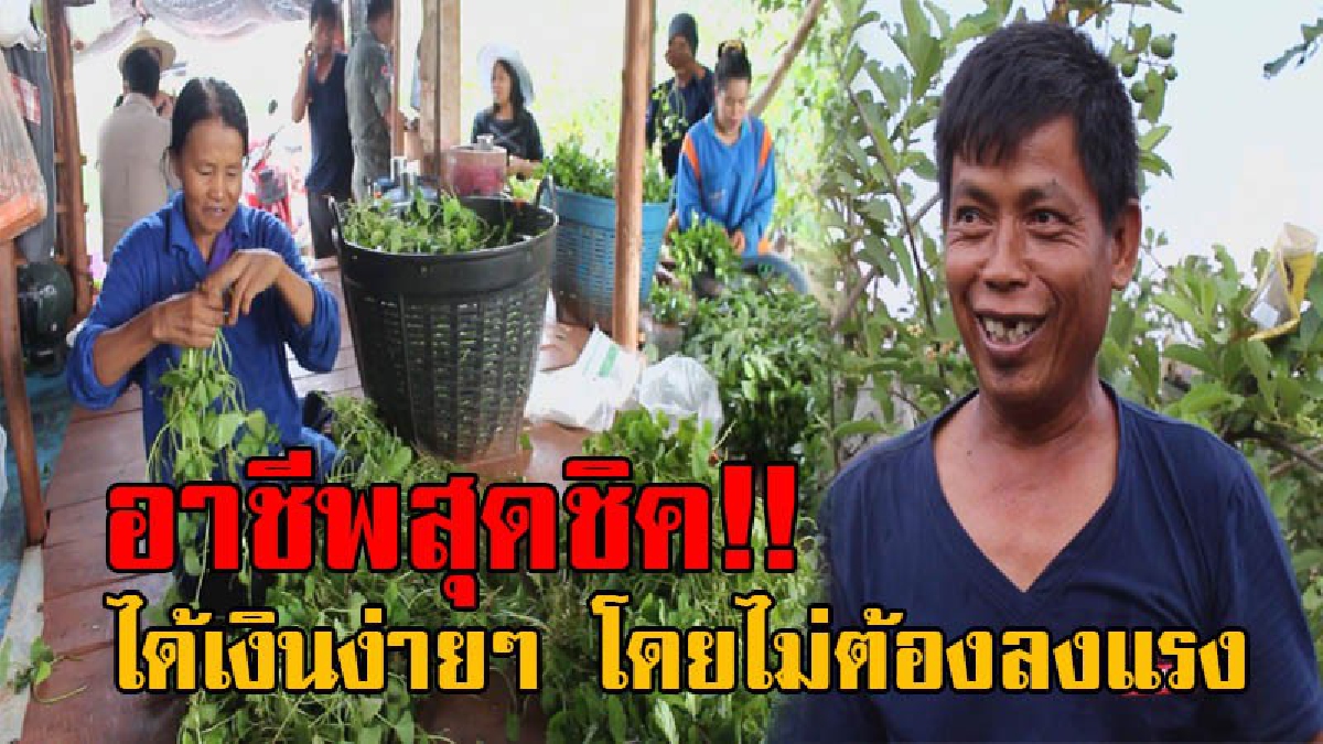 ใครจะไปเชื่อ!! เกษตรกรวัย52 ทำแปลงเกษตรแบบผสมผสาน เผยผักชนิดนี้ปลูกแล้ว รวยๆๆๆ แถมดูแลไม่ยาก แทบไม่ต้องลงแรง กลับได้เงินครึ่งแสนแบบฟรีๆ