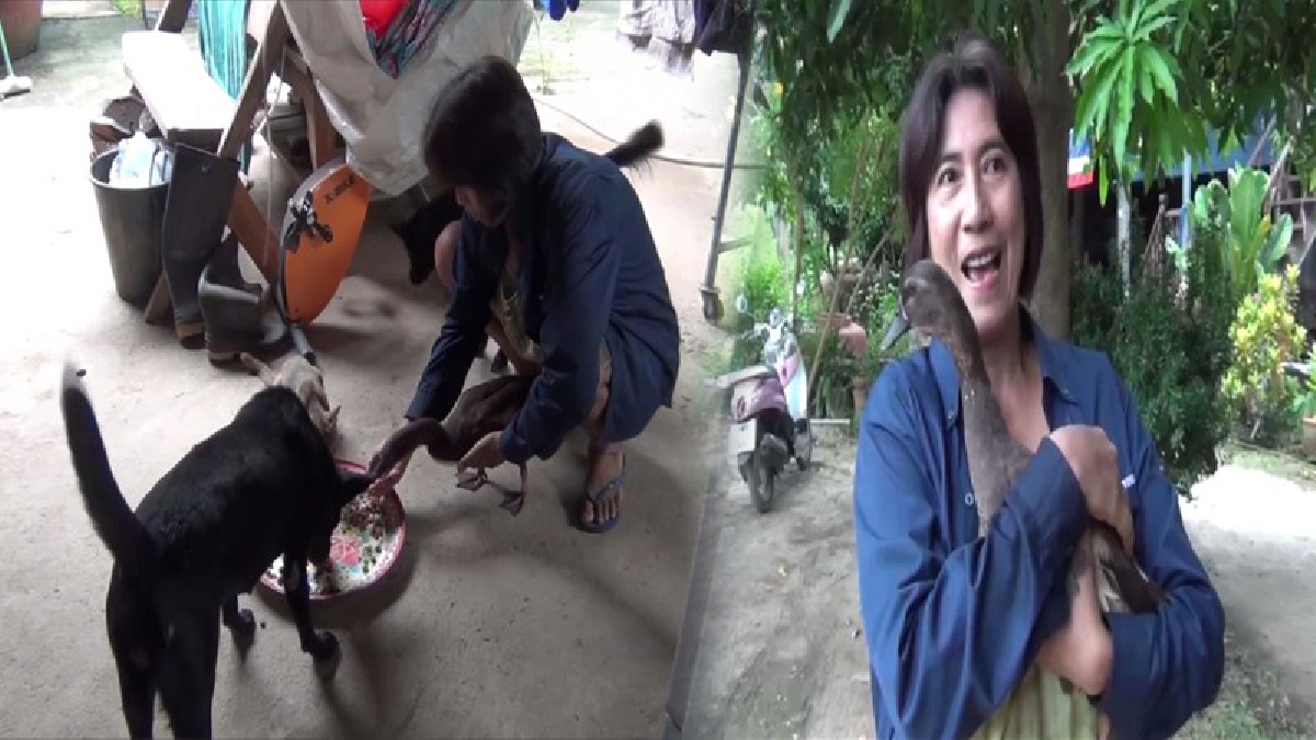 เห็นแล้วมีรอยยิ้ม!! พามาชมความน่ารักของ"เจ้ายูโร" เป็ดน้อยแสนรู้ใช้ชีวิตร่วมกับหมาแมวจนลืมว่าตัวเองเป็นเป็ด (ดูคลิป)