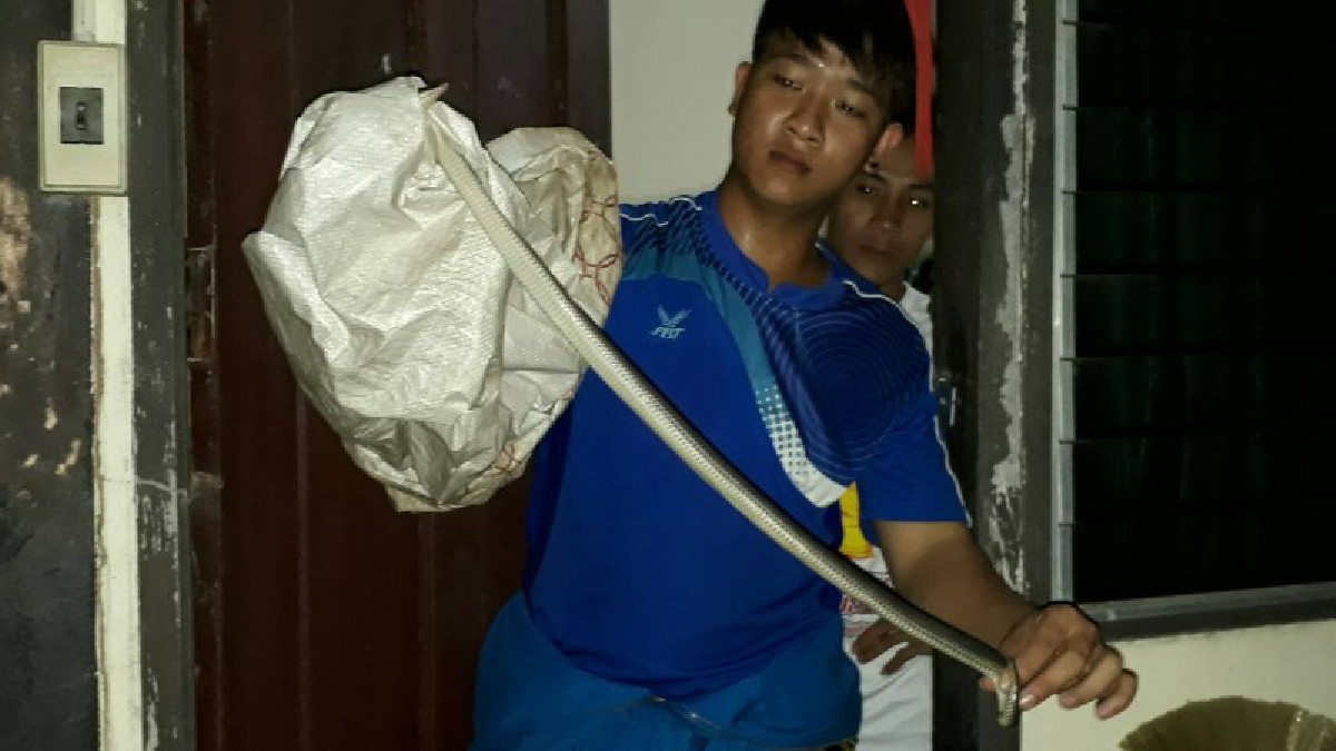 เจ้าของรีสอร์ทผวาหลังเจอ “งู” แอบซุกตัวในห้องน้ำ แรกนึกว่างูพิษ เผ่นมาตั้งหลักก่อนแจ้งหน่วยกู้ภัยมาตรวจสอบ พบเป็น “งูปลา” ก่อนจับไปปล่อย
