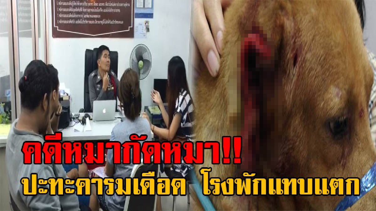คดีเก่ายังไม่สะสาง คดีใหม่มาอีกแล้ว!? โรงพักแทบแตก คดีหมากับหมากัดกัน ลุกลามไปถึงคน จะโดนคดีพรบ.คอมฯ เล่นเอาตร.ถึงกับเพลีย (มีคลิป)