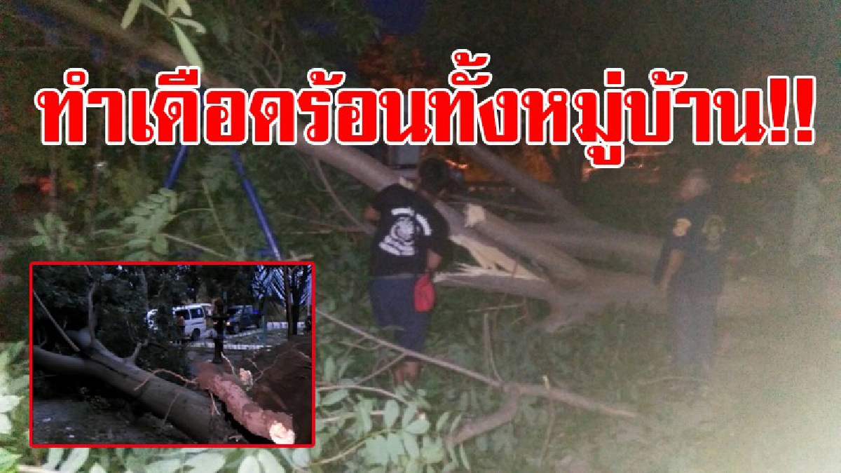 แค่พริบตาเดียวก็เดือดร้อนได้!? ลมกรรโชกครู่เดียว ต้นมะกอกอายุกว่า 10 ปี ต้านทานไม่ไหว หักโค่นขวางทางเข้าหมู่บ้าน ทำเอาเดือดร้อนกันทั้งบาง!?