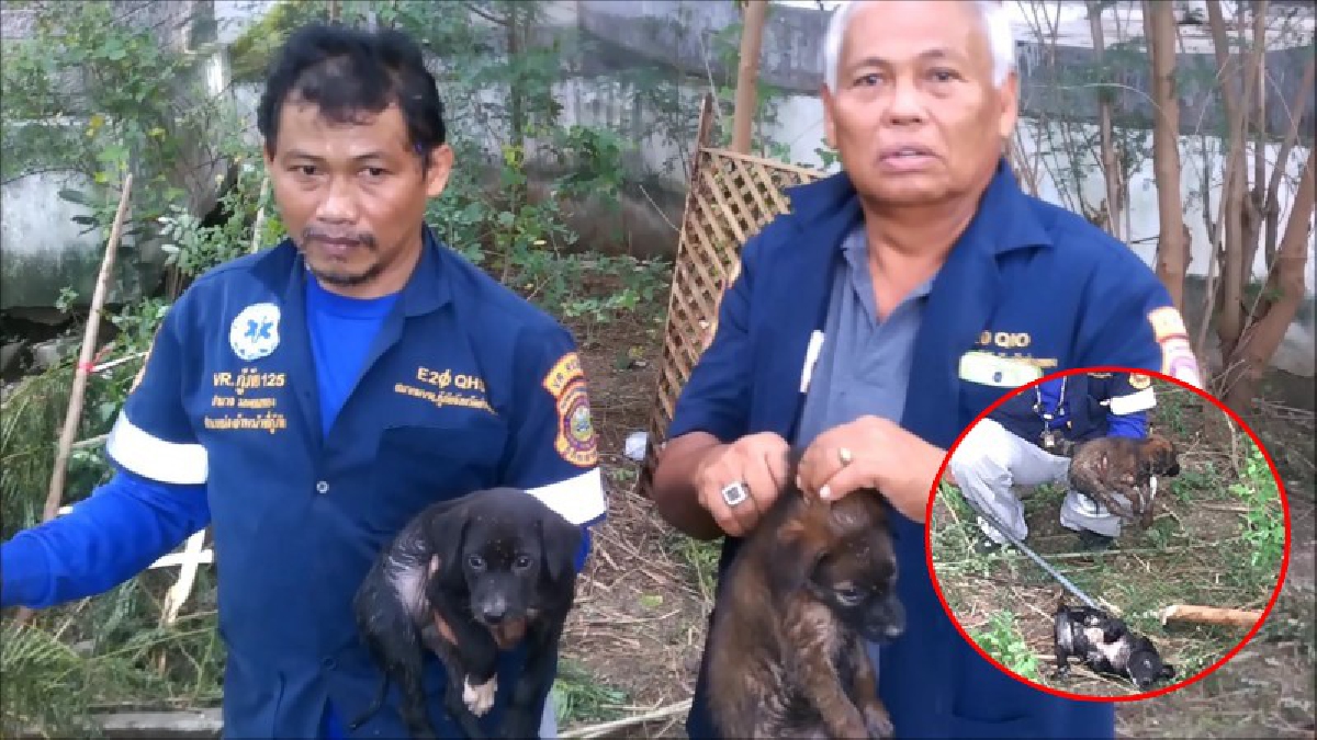 วินาทีชีวิต!! เจ้าหน้าที่กู้ภัยช่วยลูกสุนัข 2 ตัว ที่ซน เดินร่วงไปติดอยู่ในท่อ ซึ่งเป็นที่รกร้างนานกว่า 2 วัน