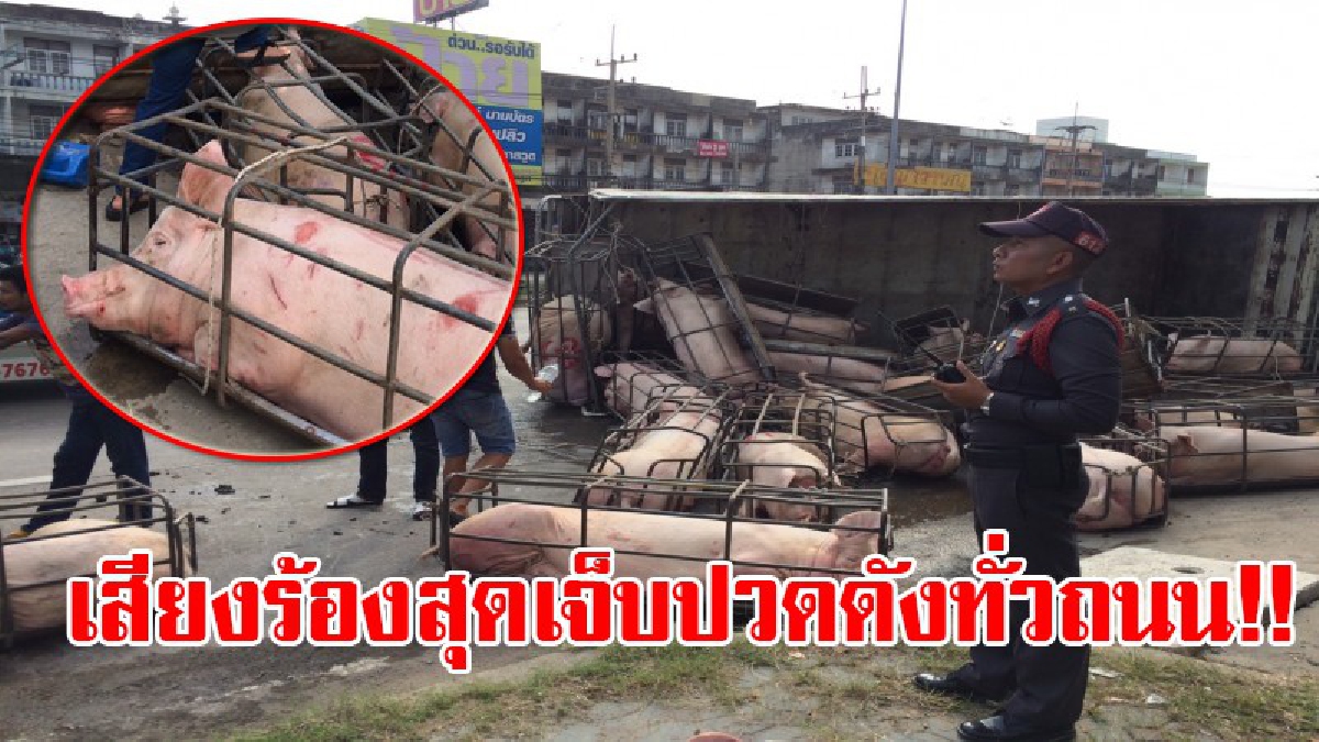 สุดแสนสงสาร!! รถบรรทุกหมูเกิดเสียหลักพลิกคว่ำ ทำให้หมูตกลงมาบาดเจ็บเกลื่อนถนน เสียงร้องทรมานด้วยความเจ็บปวด ดังระงมทั่วถนน!?