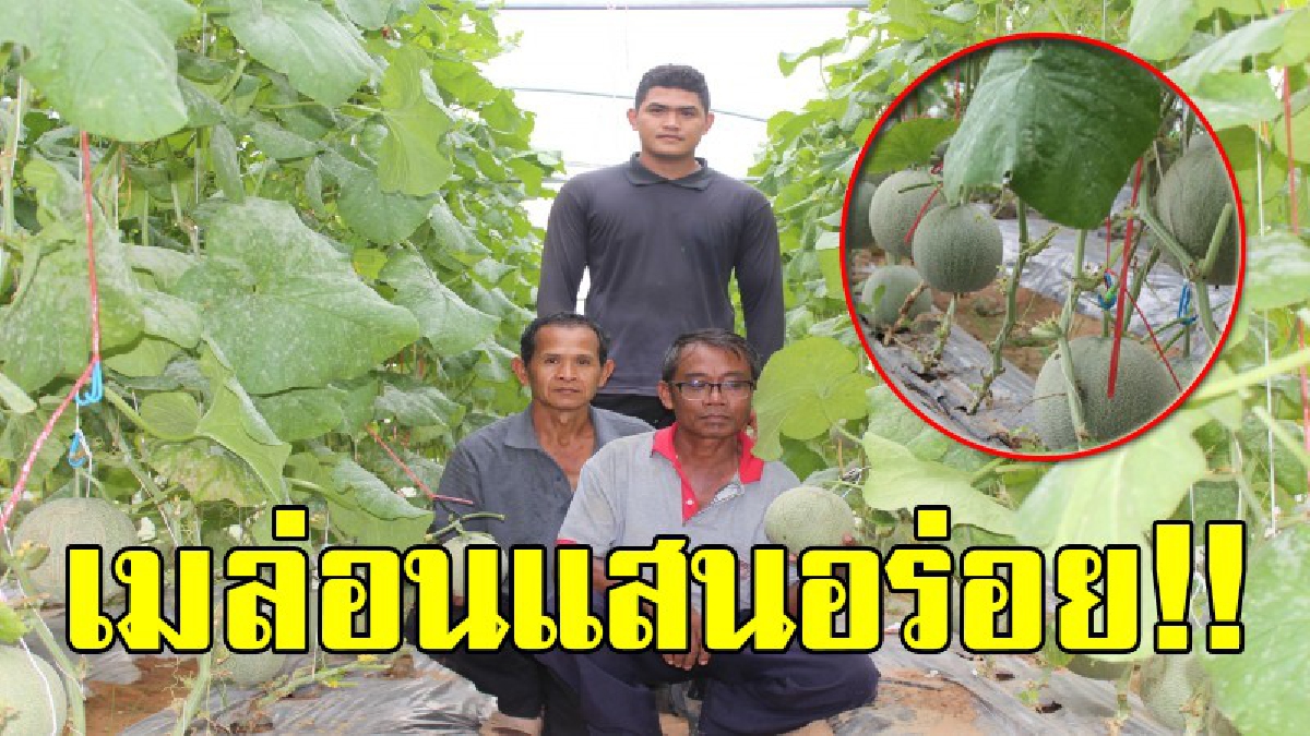 ความอร่อยเกิดขึ้นจากความใส่ใจ!? สุดยอด "เมล่อน" บ้านราษฎร์ สุดฮ็อต หวานฉ่ำจากสูตรปุ๋ยลับเฉพาะ อยากรู้ทำไมถึงอร่อยขนาดนี้ไปดูกัน!? (ชมคลิป)