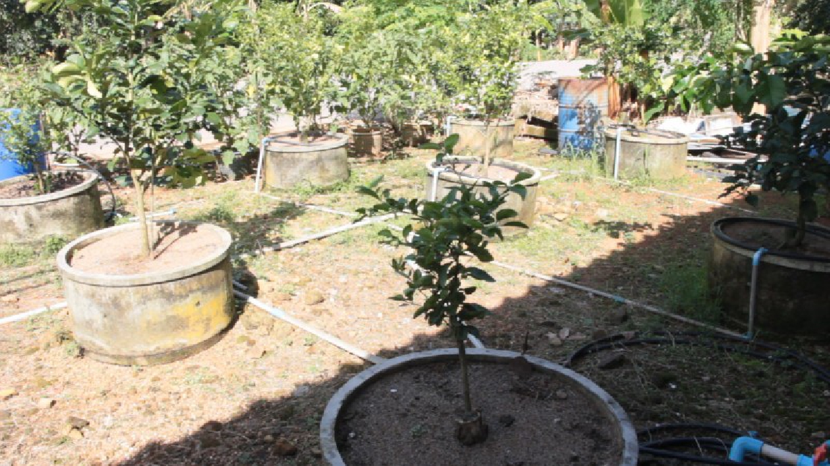 ตามรอยพ่อ!! เกษตรกร รุ่นใหม่ของอำเภอเกาะช้าง จ.ตราด น้อมนำเอาปรัชญาเศรษฐกิจพอเพียงมาปรับใช้ในการดำเนินชีวิต (มีคลิป)