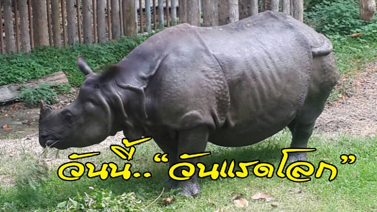"น้องกาลิ" แรดเนปาน สัตว์ใกล้สูญพันธ์ุหาดูยาก หนึ่งเดียวในประเทศไทย อวดโฉมที่สวนสัตว์เชียงใหม่ ในวันแรดโลก!! (ดูคลิป)