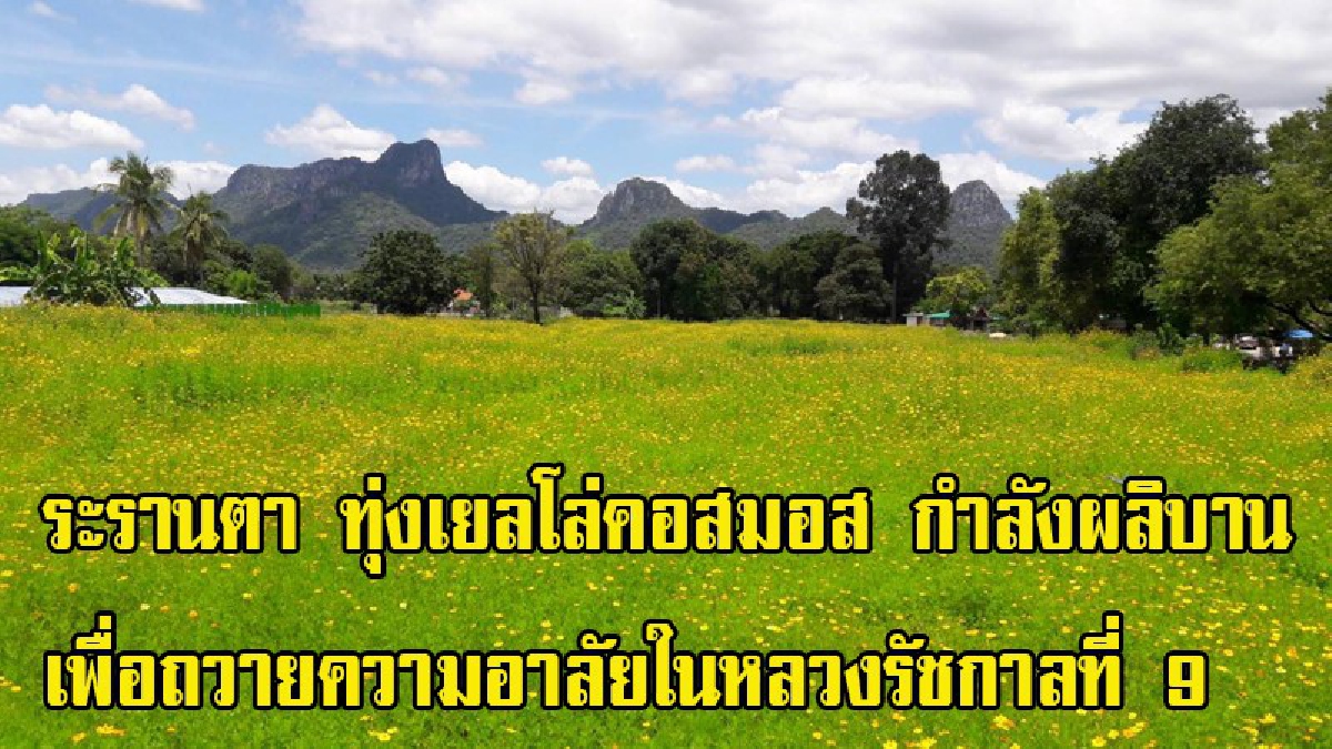 สวยงามระรานตา!! ลพบุรี ชาวไร่ปลูกเยลโล่คอสมอส กำลังผลิบานเต็มท้องทุ่ง เพื่อถวายความอาลัยในหลวงรัชกาลที่ 9 (มีคลิป)