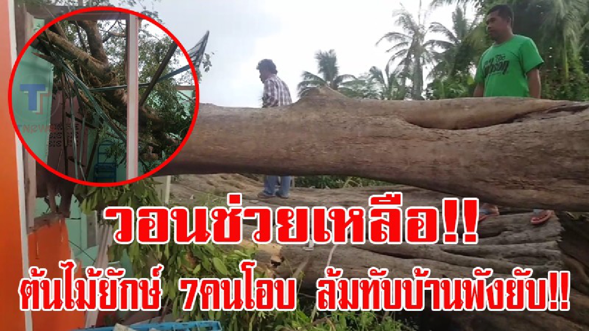 วอนช่วยเหลือด่วน!! เจ้าของบ้านเล่าทั้งน้ำตา..ต้นไม้ใหญ่ขนาด7คนโอบ ล้มทับบ้าน ลูกเมียหวิดโดนทับตาย บ้าน-รถ พังเสียหายยับ (มีคลิป)