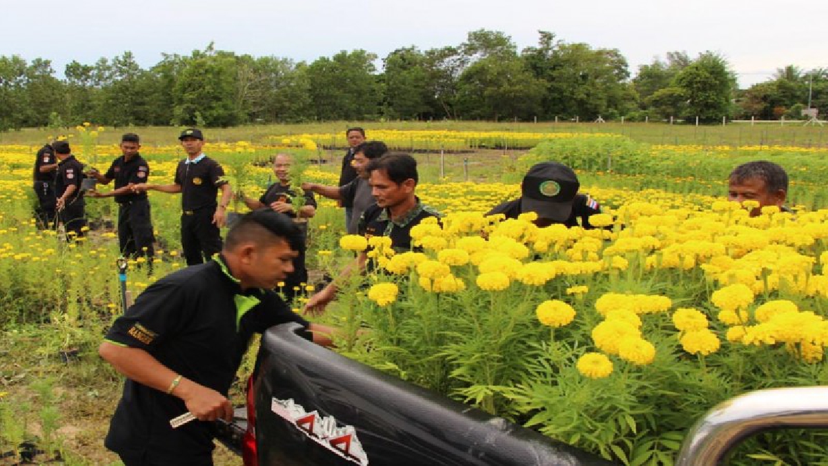 คาราวานดาวเรือง!! สำนักจัดการทรัพยากรป่าไม้ที่12 ปล่อยคาราวานดาวเรือง 40,000 ต้น มอบ ร.ร.บม.เมืองคอน ปลูกแปรรูปอักษรเฉลิมพระเกียรติฯ