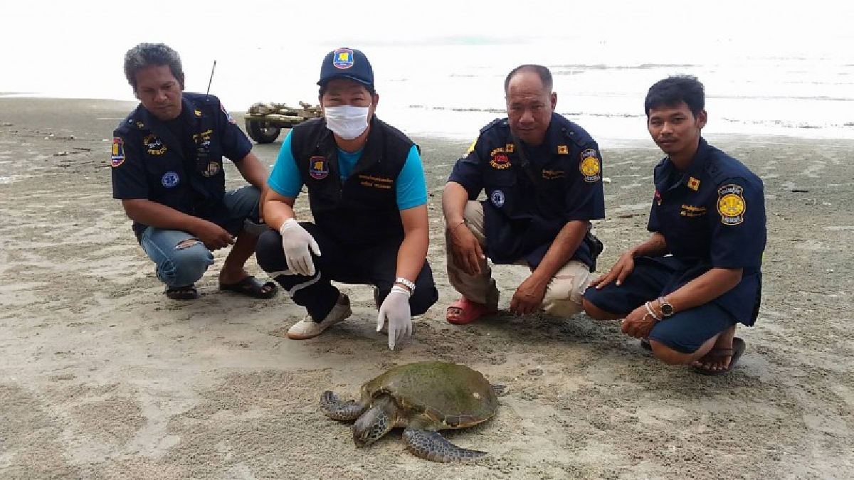 ชาวบ้านประมงริมชายหาด พบเต่าตนุ คลานขึ้นมาจากทะเล เกยตื้นที่ชายหาด เครือข่ายช่วยชีวิตสัตว์ทะเลหายาก นำเอาไปเลี้ยง (คลิป)