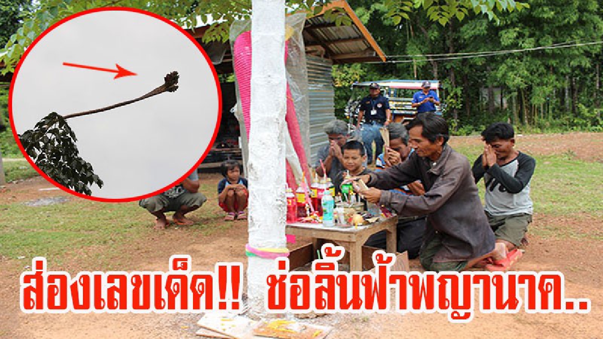 คอหวยแห่กราบไหว้ส่องเลขเด็ด!! สุดตะลึง!ต้นลิ้นฟ้า ออกช่อประหลาดรูปร่างคล้ายหัวพญานาค ชาวบ้านเชื่อให้โชค (มีคลิป)