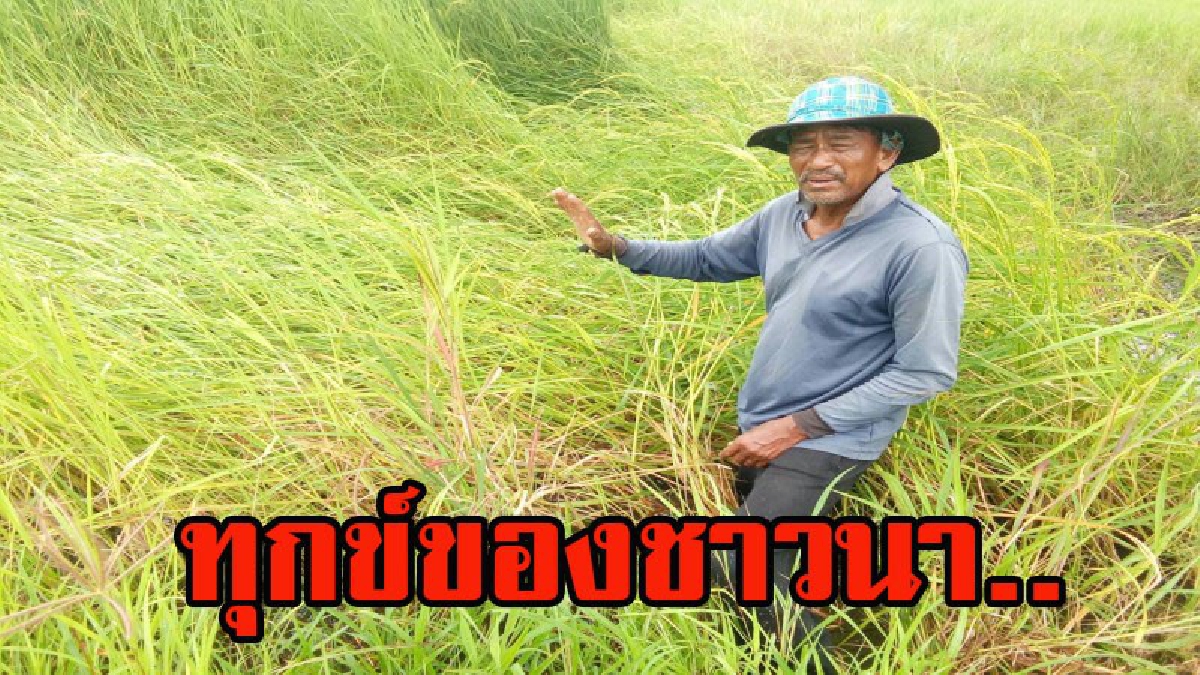 ทุกข์ของชาวนา.. ชาวนาในพื้นที่อำเภอพิมาย ถูกลมแรงพัดต้นข้าวที่ออกรวงล้ม จมน้ำเสียหายหนักกว่า 50 ไร่ ( มีคลิป )