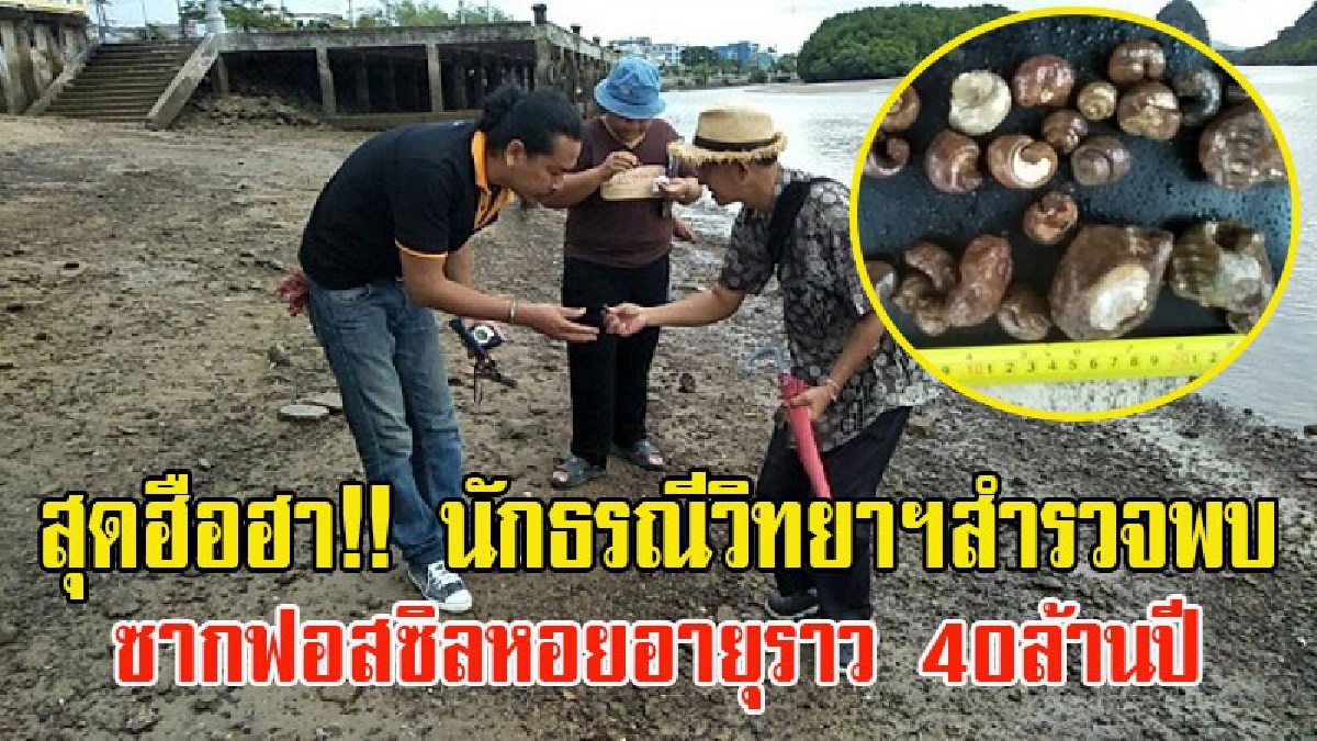 สุดฮือฮา!! นักธรณีวิทยาฯสำรวจพบซากฟอสซิลหอยอายุราว 40ล้านปี บริเวณชายหาดหน้าลานประติมากรรมปูดำ ต.ปากน้ำ จ.กระบี่ (ชมคลิป)
