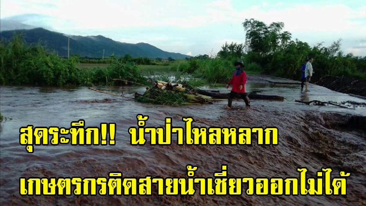สุดระทึก!! ฝนตกหนักน้ำป่าไหลหลาก เกษตรกรติดสายน้ำเชี่ยวออกไม่ได้ นายอำเภอเร่งช่วยเหลือ ส่งทีมช่วยเหลือเฝ้าระวัง 24 ชั่วโมง (มีคลิป)