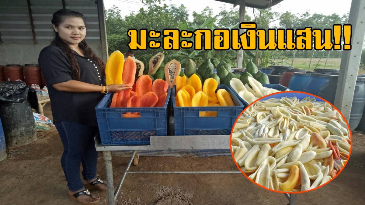 พลิกชีวิตสร้างเงินแสน!? สาววัย28 ไอเดียเจ๋งแปรรูป "มะละกอ" ให้เป็น "มะละกอดอง" สร้างรายได้สุดน่าทึ่ง จับเงินแสนต่อเดือน เพียงเพราะคิดต่าง!?