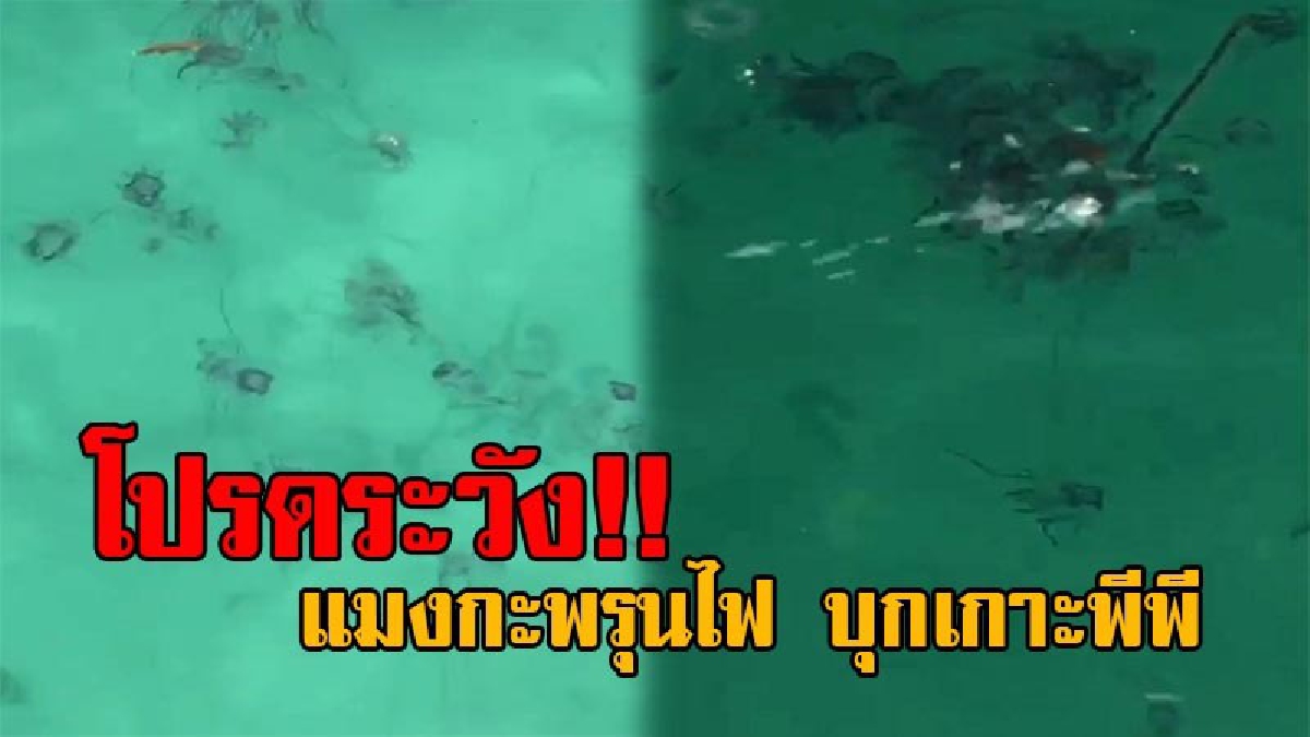เตือนระวัง!! แมงกะพรุนไฟนับหมื่น บุกที่อ่าวลิง เกาะพีพี ลอยเกลื่อนชายหาด ทำ นทท.ผิดหวังลงเล่นน้ำไม่ได้ ประกาศเตือนให้คอยระมัดระวัง (คลิป)