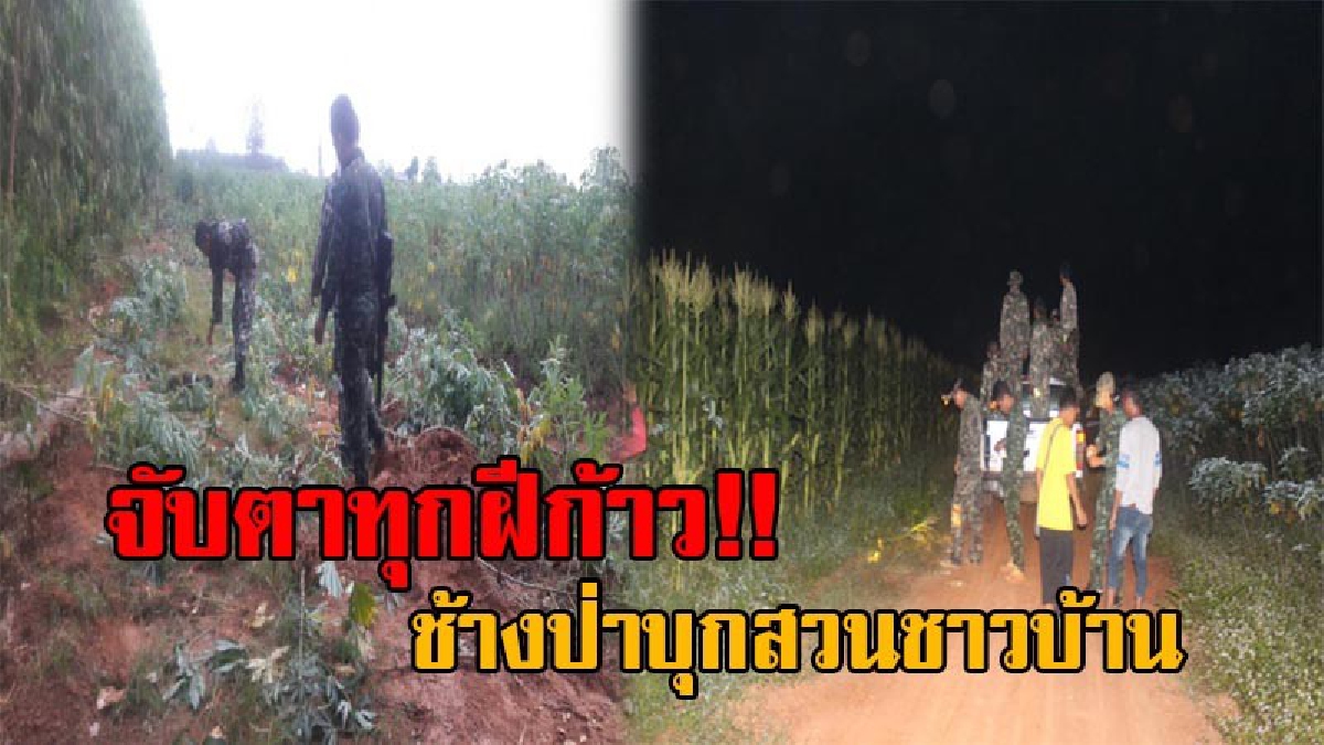 ติดกล้องจับตาช้างป่า!! แจ้งเตือน ออกปฏิบัติการผลักดันฉับไว - ตรงจุด แก้ปัญหาช้างบุกรุก ไร่สวนชาวบ้าน (มีคลิป)