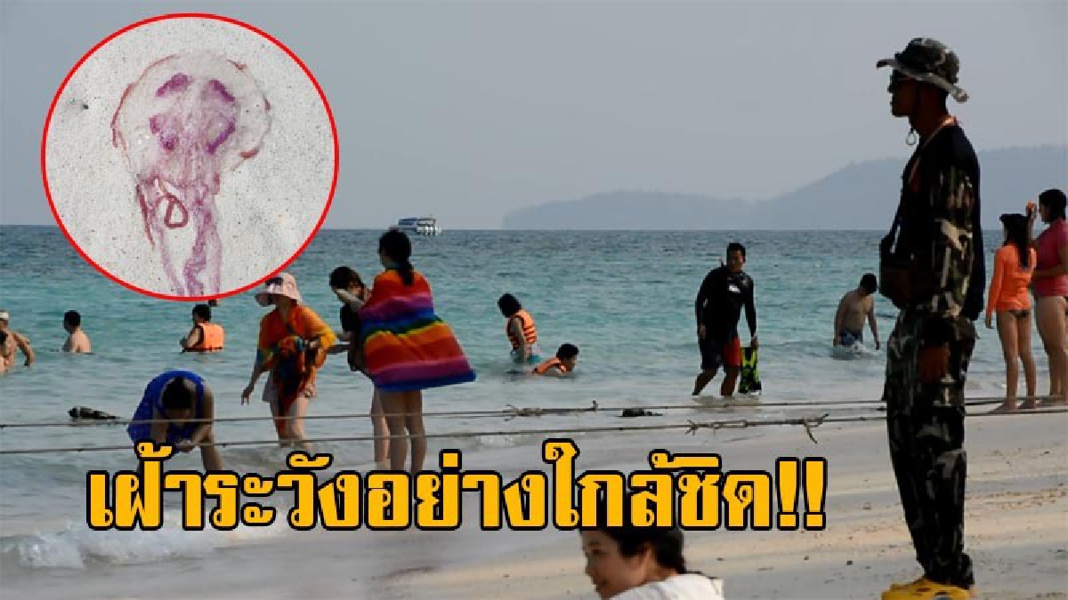 เตือนระวังอย่างเคร่งครัด!! อช.พีพี เฝ้าระวัง แมงกะพรุนไฟ หลังโผล่เกาะพีพี สั่งแจ้งเตือน นทท.ระมัดระวัง พร้อมจัดจนท.เข้าดูแล (มีคลิป)