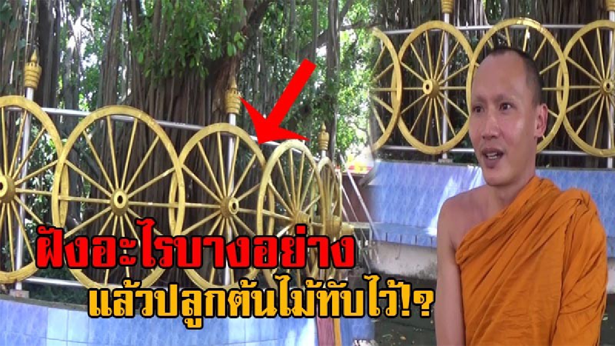 ฮือฮาสุดๆ!! ล้อเกวียนสีทอง 44 ล้อ ล้อมรอบต้นไทรยักษ์วัดดัง เจ้าอาวาสเผยเป็นกุศโลบาย ของอดีตเจ้าอาวาส ขุดบ่อเพื่อฝังบางสิ่งบางอย่างเอาไว้!?