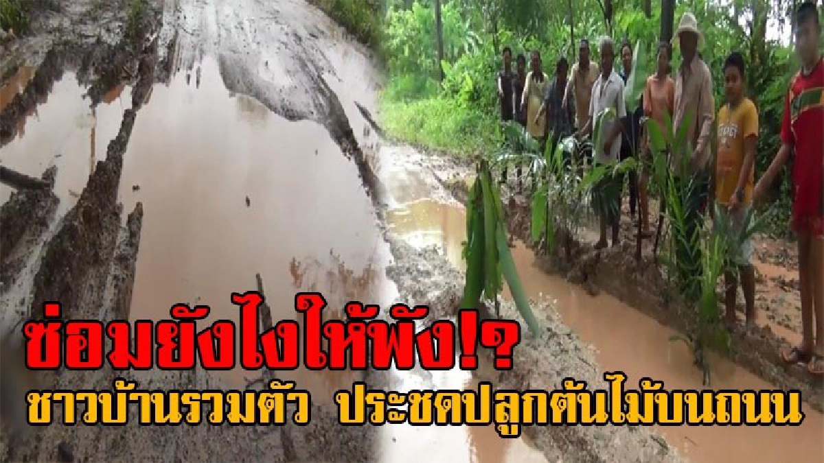 เหลียวแลพวกเราบ้าง!! ชาวทุ่งไทรทอง กว่า 30 ครัวเรือน เดือดร้อนหนัก ถนนพังกว่า 4 กม. ประชดปลูกต้นไม้บนถนน หวังให้หน่วยงานช่วยแก้ปัญหา