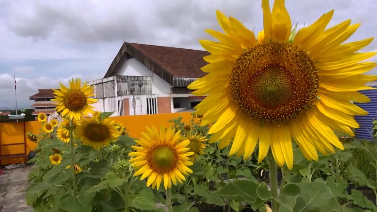 โรงเรียนเทศบาล2 ใช้ดาดฟ้าอาคารเรียน เพาะดอกดาวเรือง และทานตะวัน ตกแต่งสถานที่อย่างสวยงาม เตรียมพระราชพิธีถวายพระเพลิงพระบรมศพในหลวง ร.9