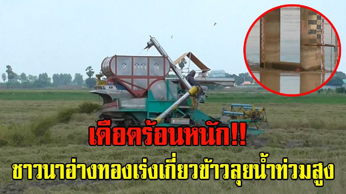 เดือดร้อนหนัก ขาดทุนยับ!! ชาวนาอ่างทองเร่งเกี่ยวข้าวลุยน้ำท่วมสูง ขณะที่ระดับน้ำเจ้าพระยาเพิ่มสูงอีกและมีทีท่าจะเพิ่มขึ้นอย่างต่อเนื่อง