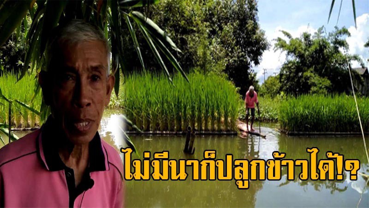 ปลูกข้าวน้ำท่วมไม่ต้องกลัวอีกแล้ว!! เจ๋งสุดๆ ลุงเกษตรกรหัวคิดสุดแปลก ค้นพบวิธีปลูกข้าวลอยน้ำได้สำเร็จ เผยไม่มีนาก็สามารถปลูกข้าวได้!? (คลิป)