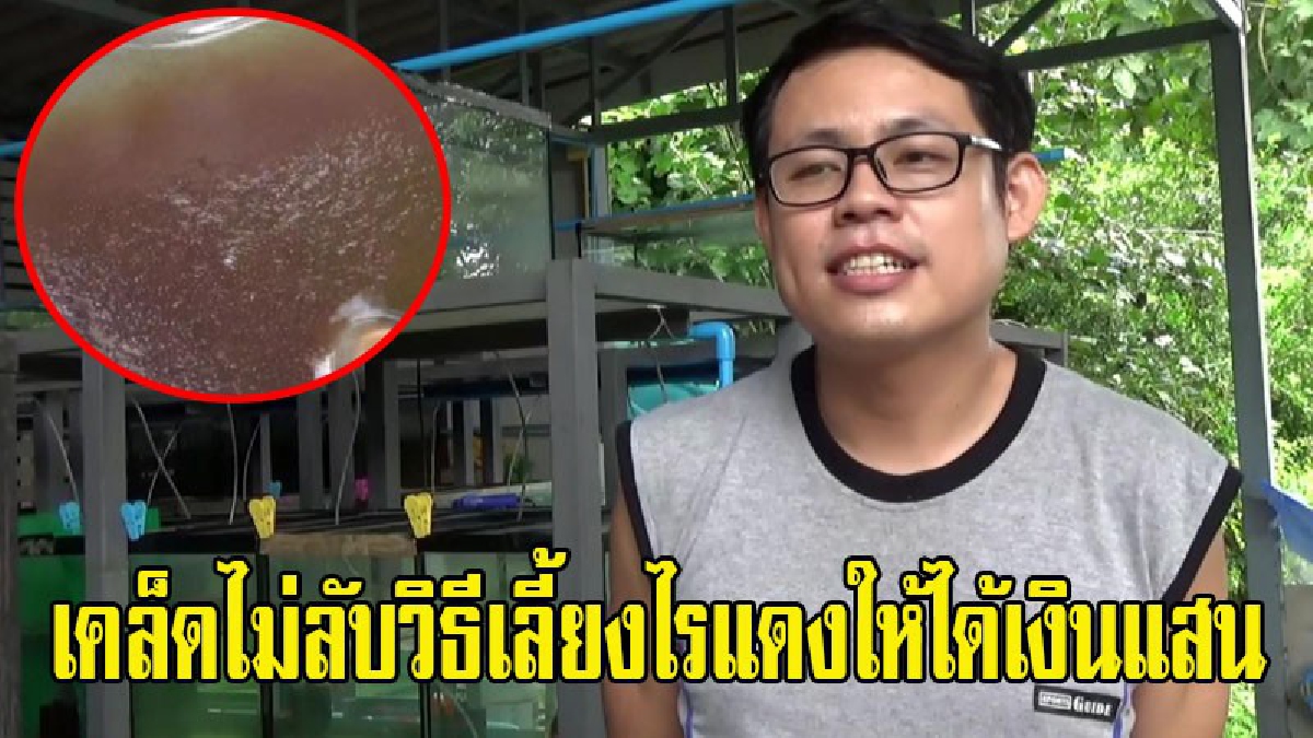 เคล็ดไม่ลับสร้างเงินแสน!? หนุ่มพนักงานห้างพะเยา ใช้เวลาว่างเลี้ยงไรแดง ส่งออกขายทั้งในและต่างประเทศ สร้างรายได้ต่อเดือนหลายหมื่นบาท (ชมคลิป)