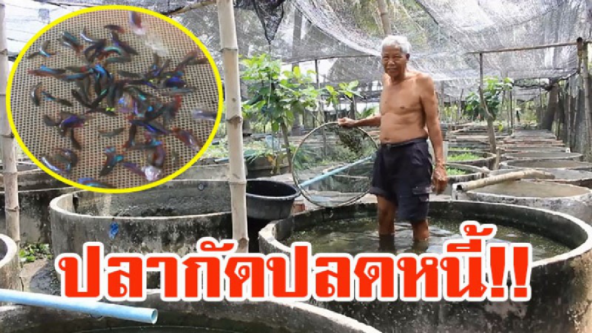 ปลากัดปลดหนี้!? ลุงเจือเกษตรกรวัย70ปี เลิกทำเกษตรกรรม ผันตัวมาเลี้ยงปลากัดขายจนปลดหนี้ แถมสร้างรายได้งามกว่าปีละครึ่งล้าน (ชมคลิป)