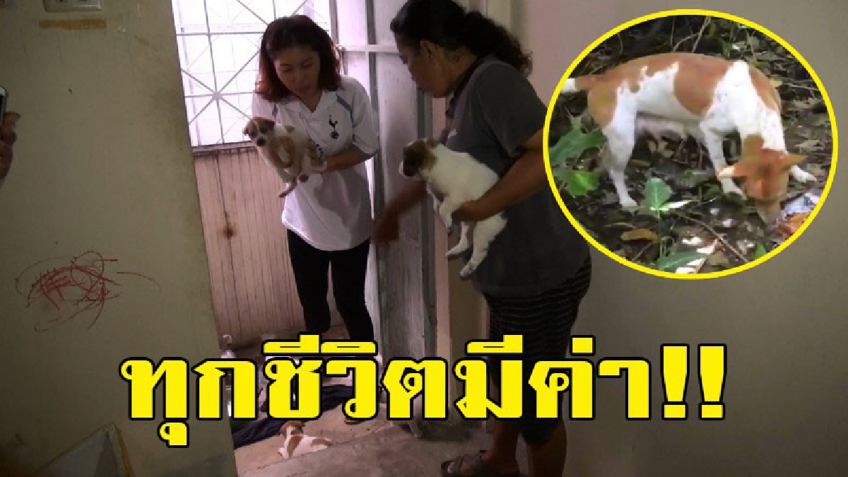 ทุกชีวิตมีค่า!! แม่พระมาโปรด.. พบสุนัขจรจัด คลอดลูกกลางป่า กว่า10ตัว ก่อนโพสต์เฟสบุ๊คขอความช่วยเหลือ จนมีผู้ใจบุญติดต่อขอนำไปเลี้ยง (มีคลิป)