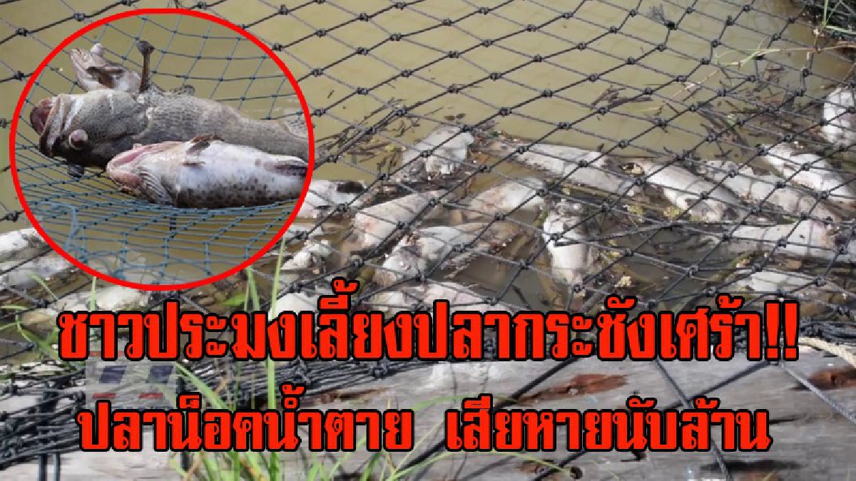 ชาวประมงเลี้ยงปลากระชังเศร้า!! ปลาน็อคน้ำจืดตายเป็นจำนวนมาก หลังฝนถล่มจังหวัดตรังนาน 4 วัน เสียหายนับล้านบาท (มีคลิป)