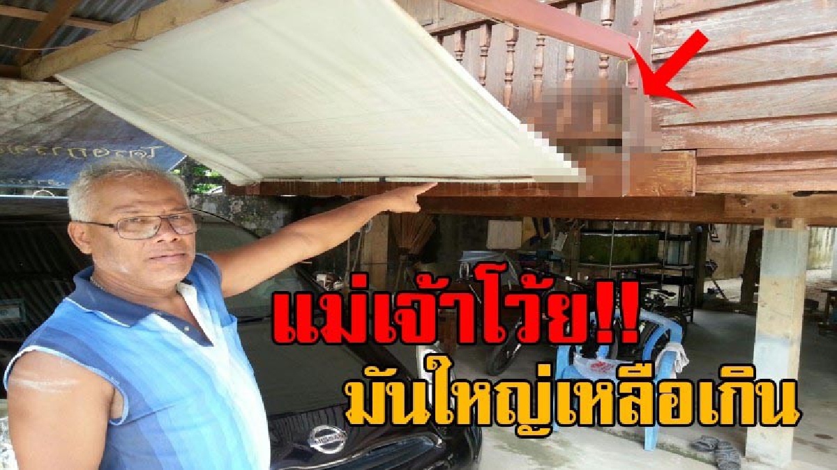 เจอแบบนี้ขอเผ่นดีกว่า!! เจ้าของบ้านผวา ได้ยินเสียงเหมือนมีอะไรเสียดสีกับผ้าใบ ตื่นเช้ามาภรรยาถึงกับร้องกรี๊ดสุดเสียง พระเจ้าเอ๋ยมันใหญ่มาก!?