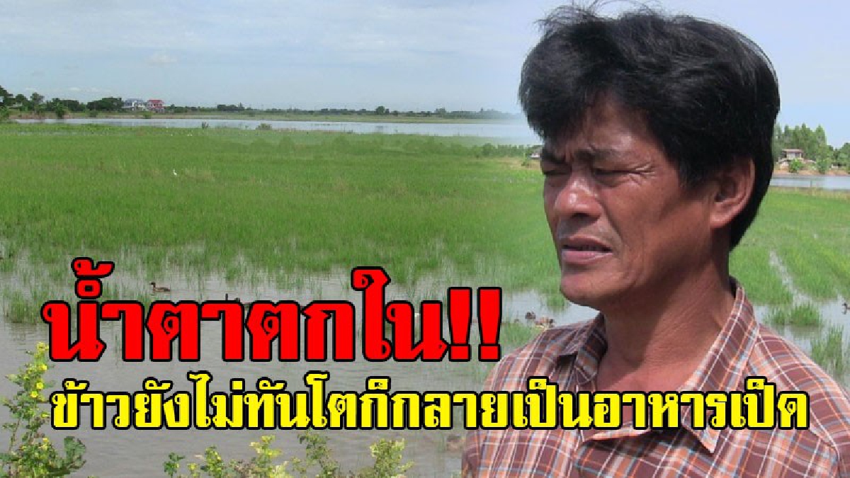 เจอแบบนี้มันช้ำใจ!? ชาวนาสุดเซ็งข้าวโตไม่ทัน น้ำหลังชลประทานผันน้ำเข้าทุ่งกลายเป็นอาหารเป็ด ด้านรองนายกฯประกาศช่วยนาข้าวที่ถูกน้ำท่วมด่วน!?
